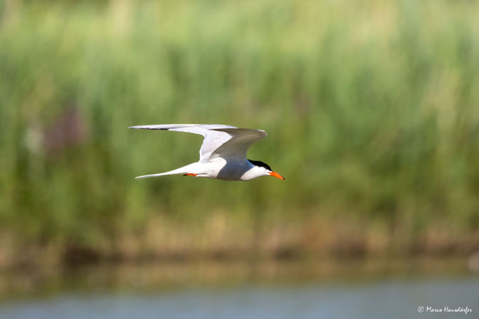 Flussseeschwalbe im Flug Oberfranken