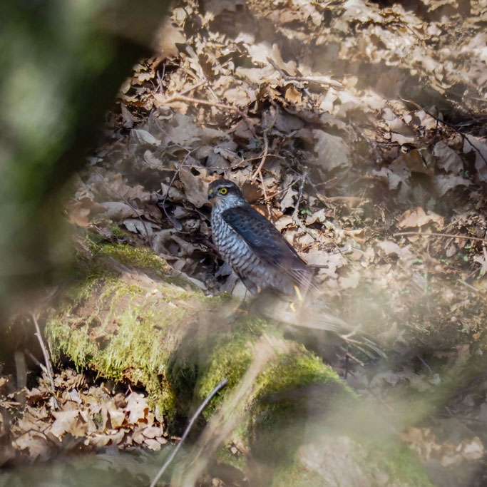 Sperber mit geschlagener Amsel