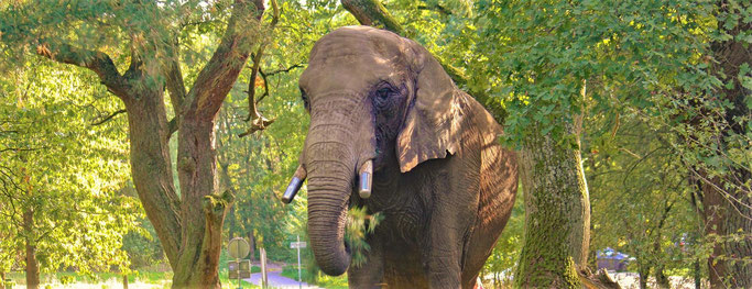 Ergens in de bossen rondom Heerlen, de olifant Buba... (2019)