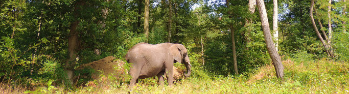 De Afrikaanse olifant Buba treed niet meer op... Lees meer op deze website en help de Stichting Buba helpen...