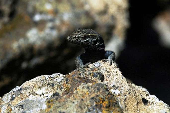 Kanaren El Hierro Rieseneidechsen