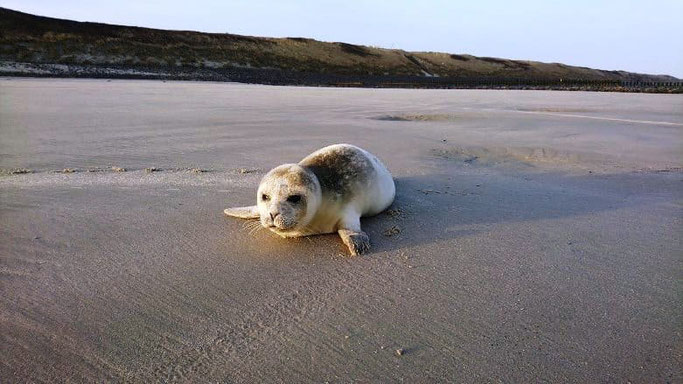 Wangerooge Robben