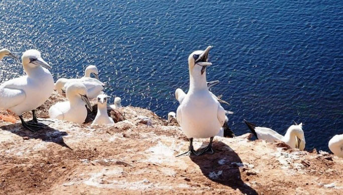 Basstölpel Helgoland