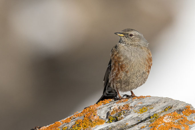 Alpenbraunelle (Prunella collaris) / Alpine accentor