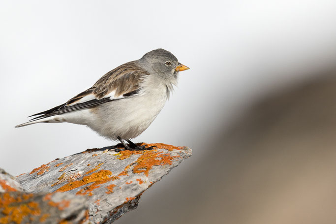 Schneeammer (Plectrophenax nivalis) / Snow bunting