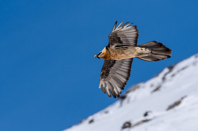 Bartgeier (Gypaetus barbatus) / Bearded vulture