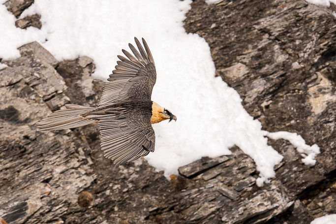Bartgeier (Gypaetus barbatus) / Bearded vulture