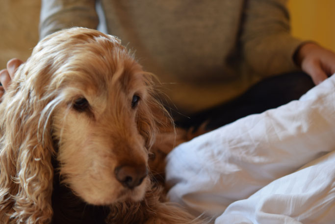 FALKE Kaschmirstrumpfhosen für einen Tag im Bett mit dem Cockerspaniel.