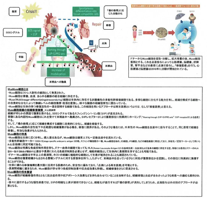 Msue細胞研究の最前線