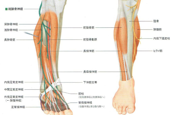 「人体の正常構造と機能」より