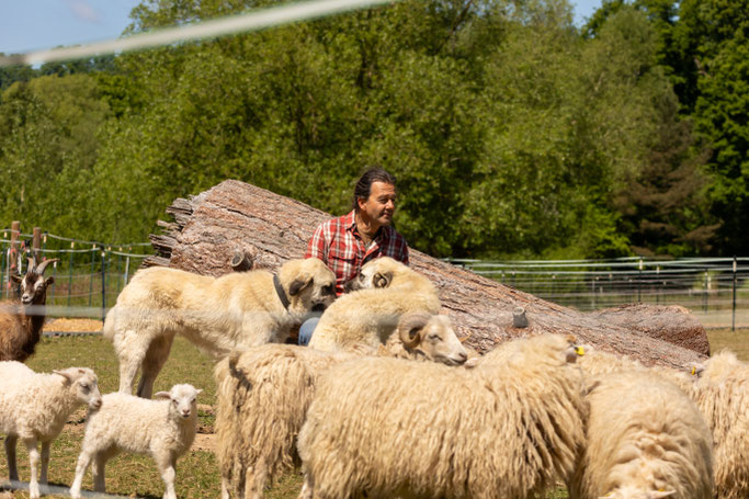 Pferde, Schafe, Ziegen und Herdenschutzhunde – ein lebendiges Lernfeld für Natural Leadership.