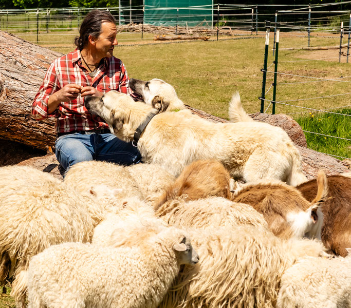 Herdenschutzhundeprojekt Wesertal-Obermühle