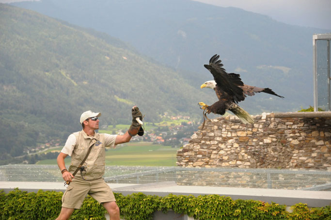 Adlerarena Burg Landskron – Greifvogel-Flugshow bei Villach