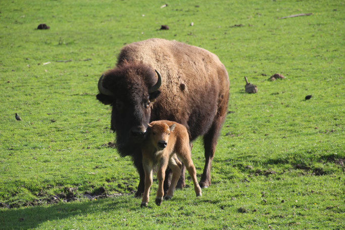 Tierpark Rosegg – Größter Tierpark Kärntens nahe Wörthersee