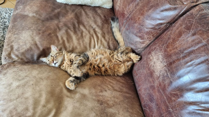 Entspannte Katze auf einem Sofa während einer Betreuung Zuhause