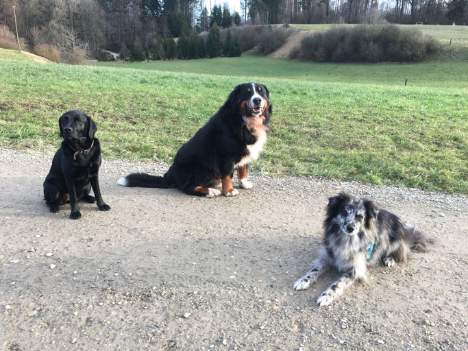 Ruhige und ausgeglichene Hundegruppe beim Spaziergang in Zürich-Umgebung