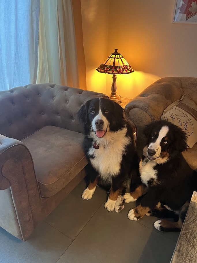 Auch zu Hause haben es unsere Racker Bonnie und Gspönli Blue gemütlich. 