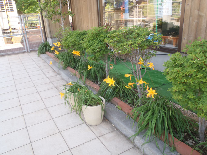 きすげの花 ニッコウキスゲ が咲きました 子ども達の春の制作 きすげこども園 きすげの花 ニッコウキスゲ が咲きました 子ども達の春の制作 きすげこども園