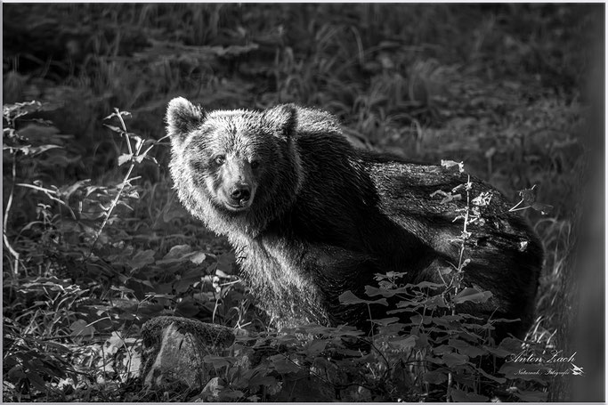 "Urwälder und wilde Braunbären in Slowenien" Regionaltreffen des VTNÖ - Verein für Tier- und Naturfotografie Österreich 06/2026