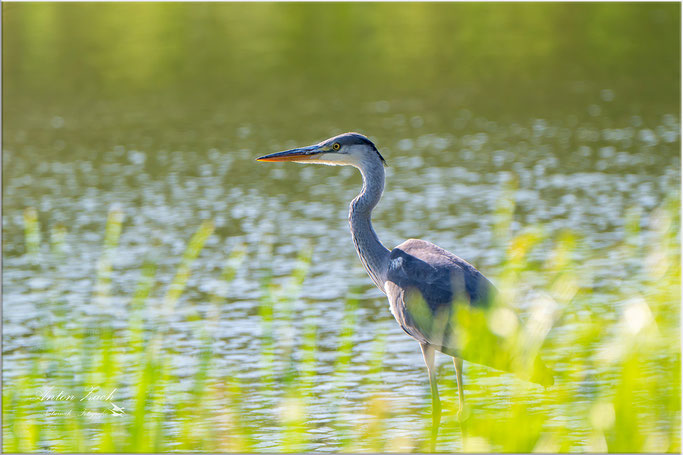 "Der große Graue im Abendlicht - (Ardea cinerea)"