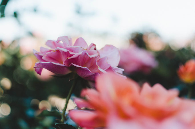 claudio-trigueros-641061-unsplash