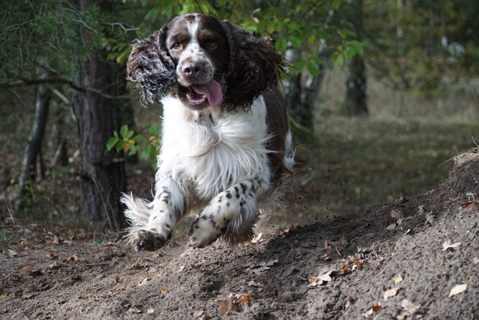 Felicitous Dempsey springt munter ins neue Lebensjahr! Foto: T. Kauffmann