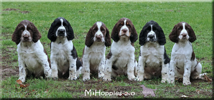 Unsere geliebten Zwerge werden flügge.. es warten wieder ganz tolle Familien auf ihren Superzwerg <3