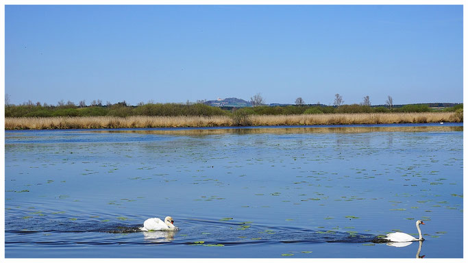 Feedersee im Hintergrund der Bussen