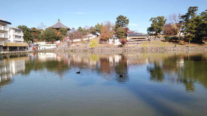 猿沢池から興福寺北円堂を望む