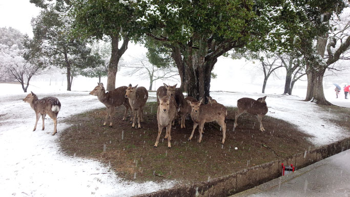 奈良公園の雪　奈良の鹿の様子