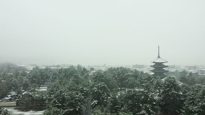 奈良公園の雪　奈良県庁屋上より興福寺を望む