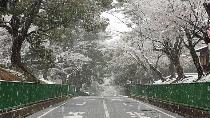 奈良公園の雪　興福寺付近道路