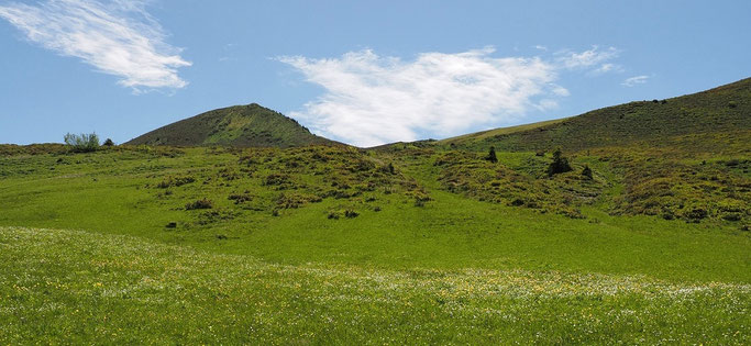 Grüne Hügel mit Blumenwiese.