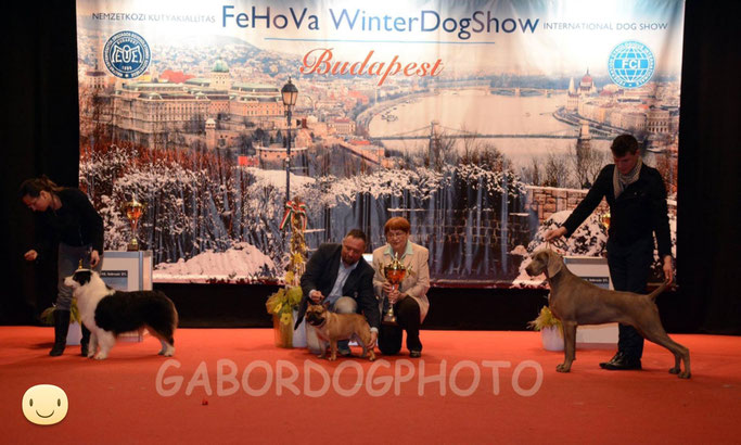 Frederic Chopin d'Ovilava gewinnt in Ungarn Best in Show! Freddie wins BIS in Hunary!