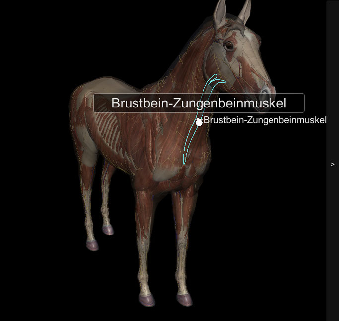 ©3D Horse Anatomy Software