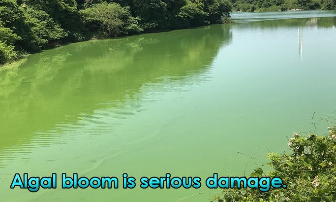 Algal bloom is serious damage. 