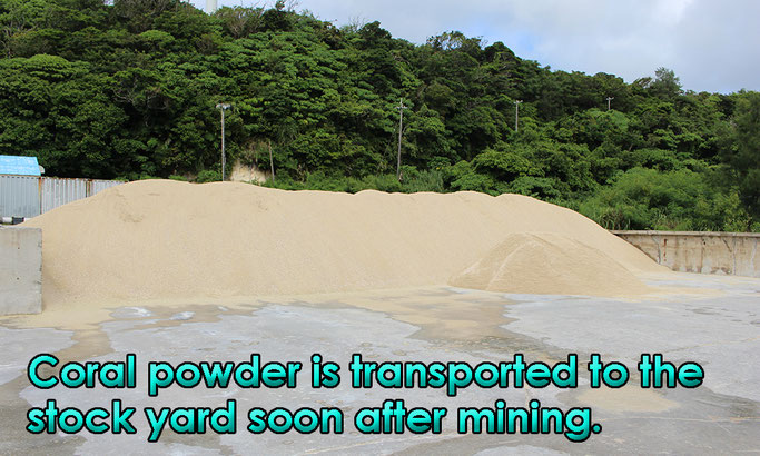 Coral powder is transported to the stock yard soon after mining.