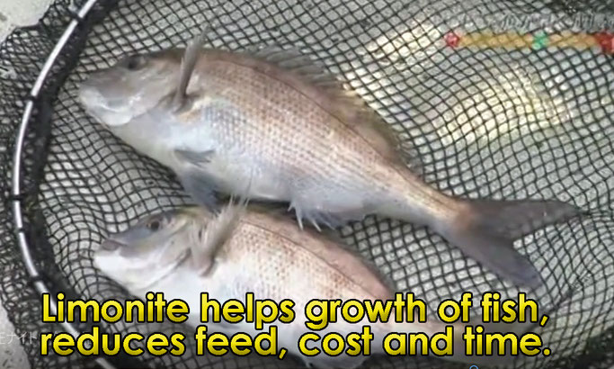 Limonite helps growth of fish, reduces feed, cost and time.