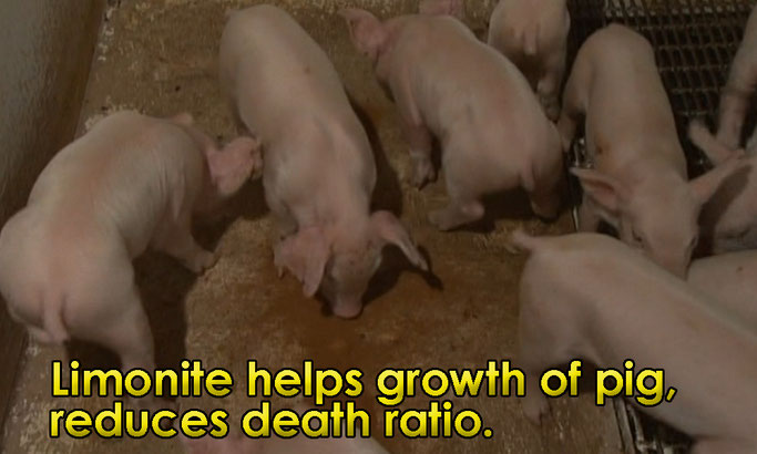 Limonite heips growth of pig, reduces death ratio.