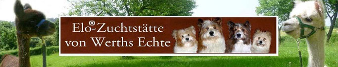 Servicehund, Assistenzhund, Diabetikerwarnhund, Schulhund, Therapiehund