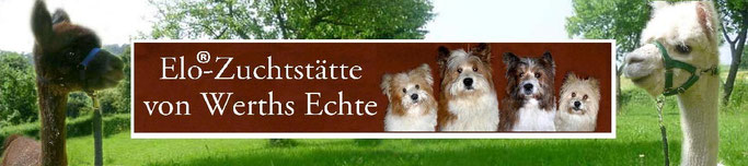 Familienhund Elo Welpe Zucht Franken Welpenschule