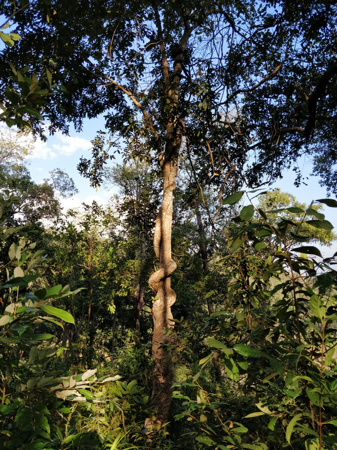 L'anaconda tree