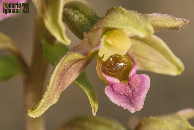 Flor de Epipactis tremolsii, con el característico hipoquilo acumulando néctar, atrayente de insectos, especialmente himenópteros, que actúen como polinizadores. 