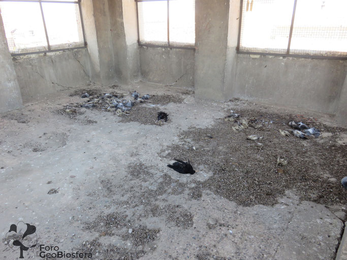 Chovas, palomas y otras aves encontradas muertas en 2017 tras el cerramiento de los ventanales en otro edificio del Obispado.  (Foto: F. Javier Sáez Frayssinet)