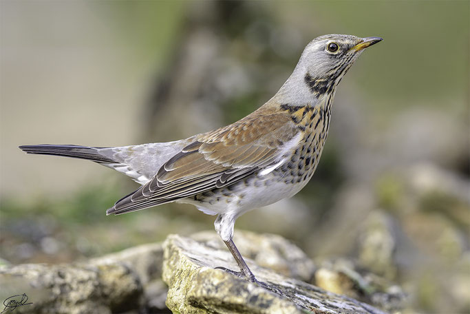 Zorzal real (Turdus pilaris). Se aprecia la cabeza y el obispillo de color gris azulado que destaca ante el tono general del plumaje más pardo.