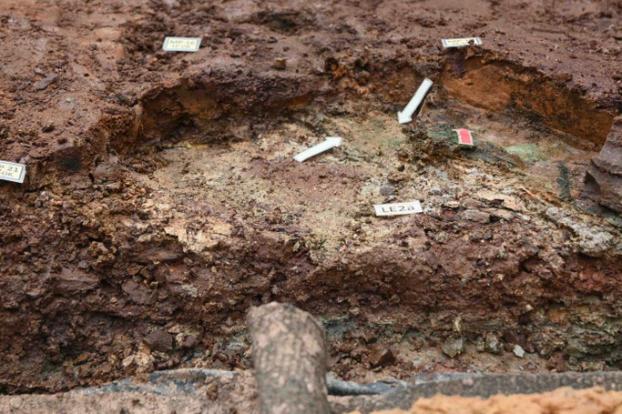 Abb. 2: Verwitterte Tufflage LE2 mit Fossilresten