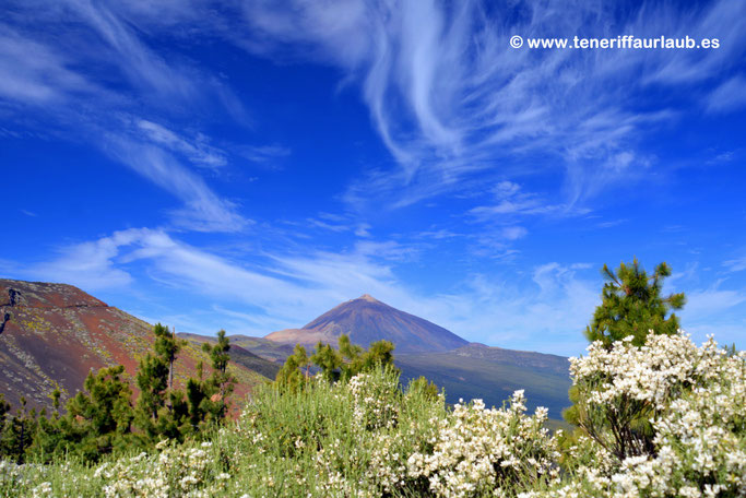 Panorama Teide im Hintergrund