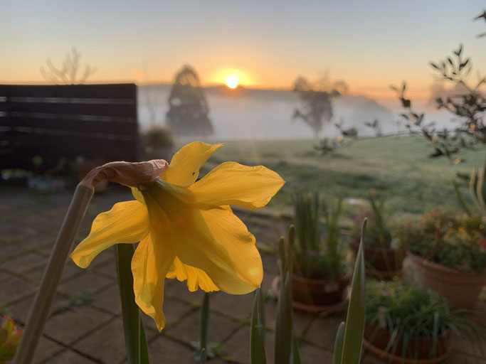 A daffodil rises in spring.