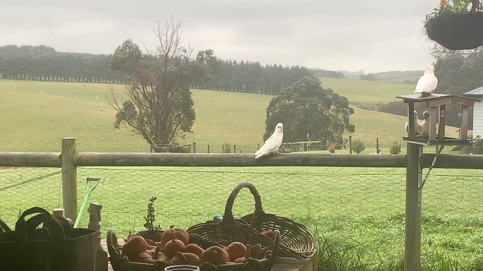 Cockatoos visit our bird feeder.