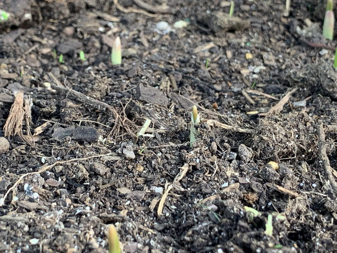 The garlic is beginning to shoot - May 2020